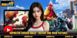 Orpington Chicken Breed - History And Main Features