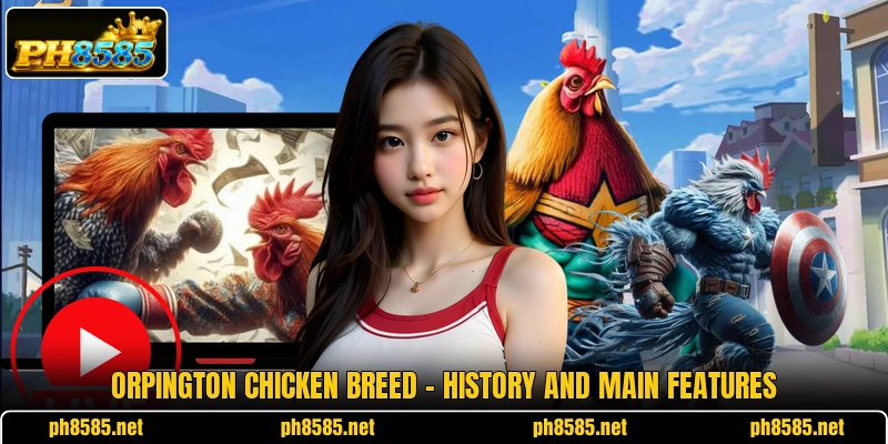 Orpington Chicken Breed - History And Main Features