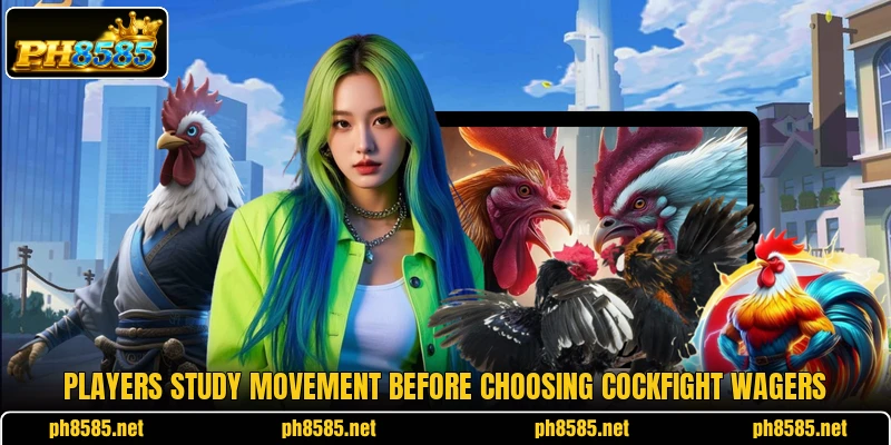 Players study movement before choosing cockfight wagers Players study movement before choosing cockfight wagers